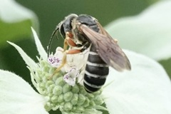 Halictus parallelus