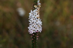 Epacris pulchella