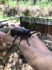 Trypoxylus dichotomus tsunobosonis