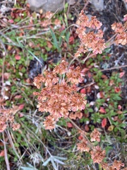Eriogonum umbellatum