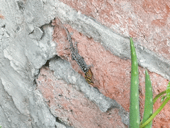 Gonatodes caudiscutatus