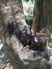 Trypoxylus dichotomus tsunobosonis