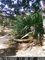 Haemorhous mexicanus