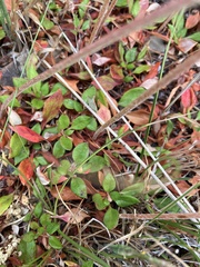 Eriogonum umbellatum