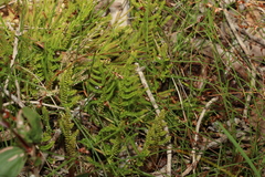 Selaginella uliginosa