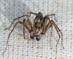 Oxyopes variabilis