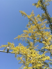 Ginkgo biloba