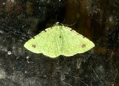 Aeolochroma viridicata