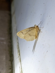 Lambdina fiscellaria