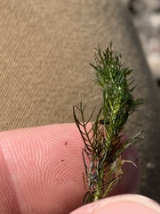 Myriophyllum sibiricum
