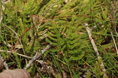 Selaginella uliginosa