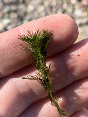 Myriophyllum sibiricum