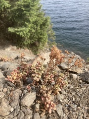 Sedum oreganum