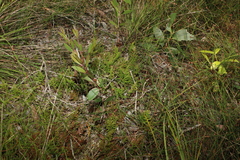 Selaginella uliginosa