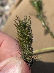 Myriophyllum sibiricum