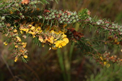 Dillwynia floribunda