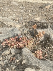 Sedum oreganum