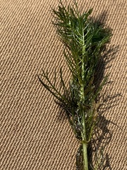 Myriophyllum sibiricum