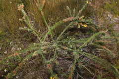 Dillwynia floribunda