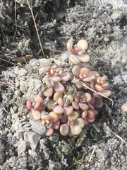 Sedum oreganum
