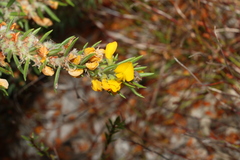 Aotus lanigera