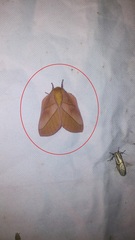 Saturniidae