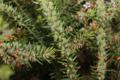 Aotus lanigera