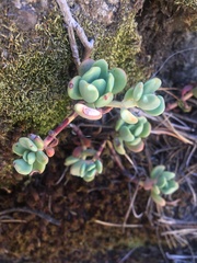 Sedum obtusatum