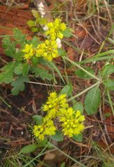 Eriogonum wootonii