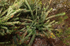 Aotus lanigera