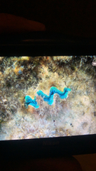 Tridacna maxima