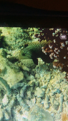 Novaculichthys taeniourus