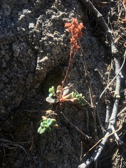 Sedum obtusatum
