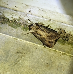 Agrotis venerabilis