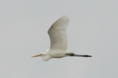 Ardea alba