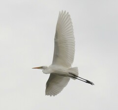 Ardea alba