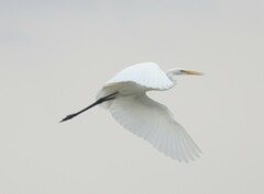 Ardea alba