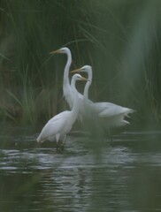 Ardea alba