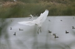 Ardea alba