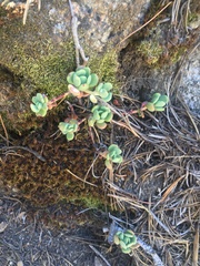 Sedum obtusatum