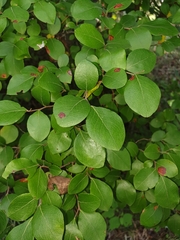 Vaccinium arboreum