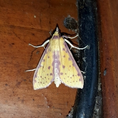 Polygrammodes sanguiguttalis