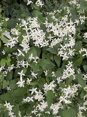 Clematis