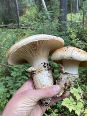 Catathelasma