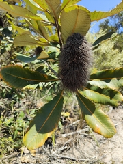 Banksia robur