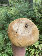 Catathelasma