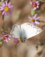 Heliopetes ericetorum