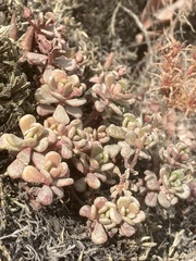 Sedum oreganum