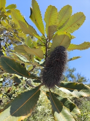 Banksia robur
