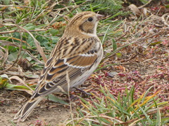 Calcarius lapponicus